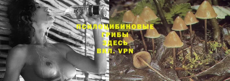 гидра зеркало  Нефтекумск  Галлюциногенные грибы Cubensis 